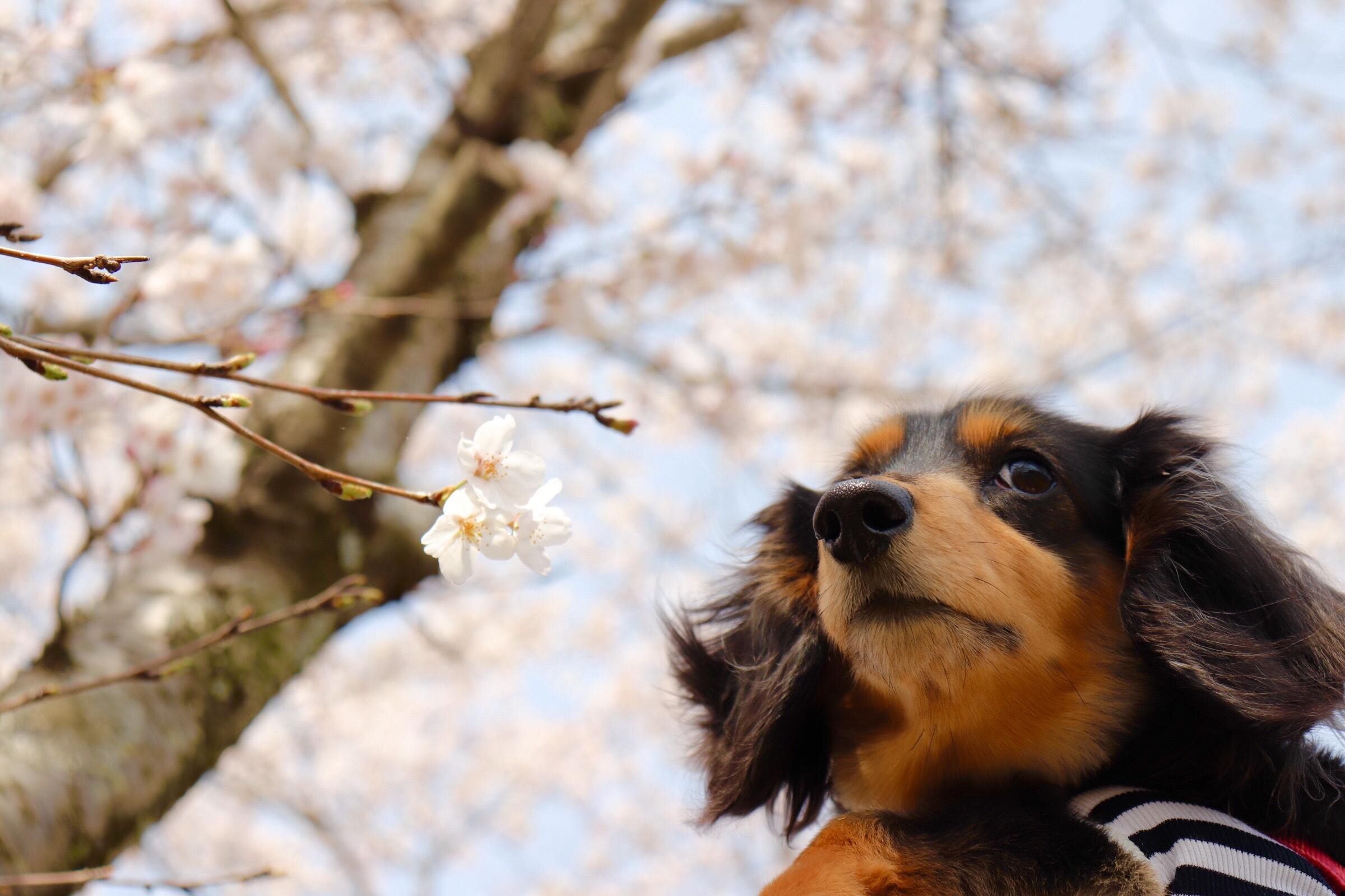 わんにゃんサイトの犬の写真