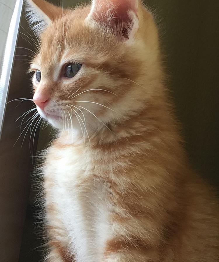 わんにゃんサイトの猫の写真