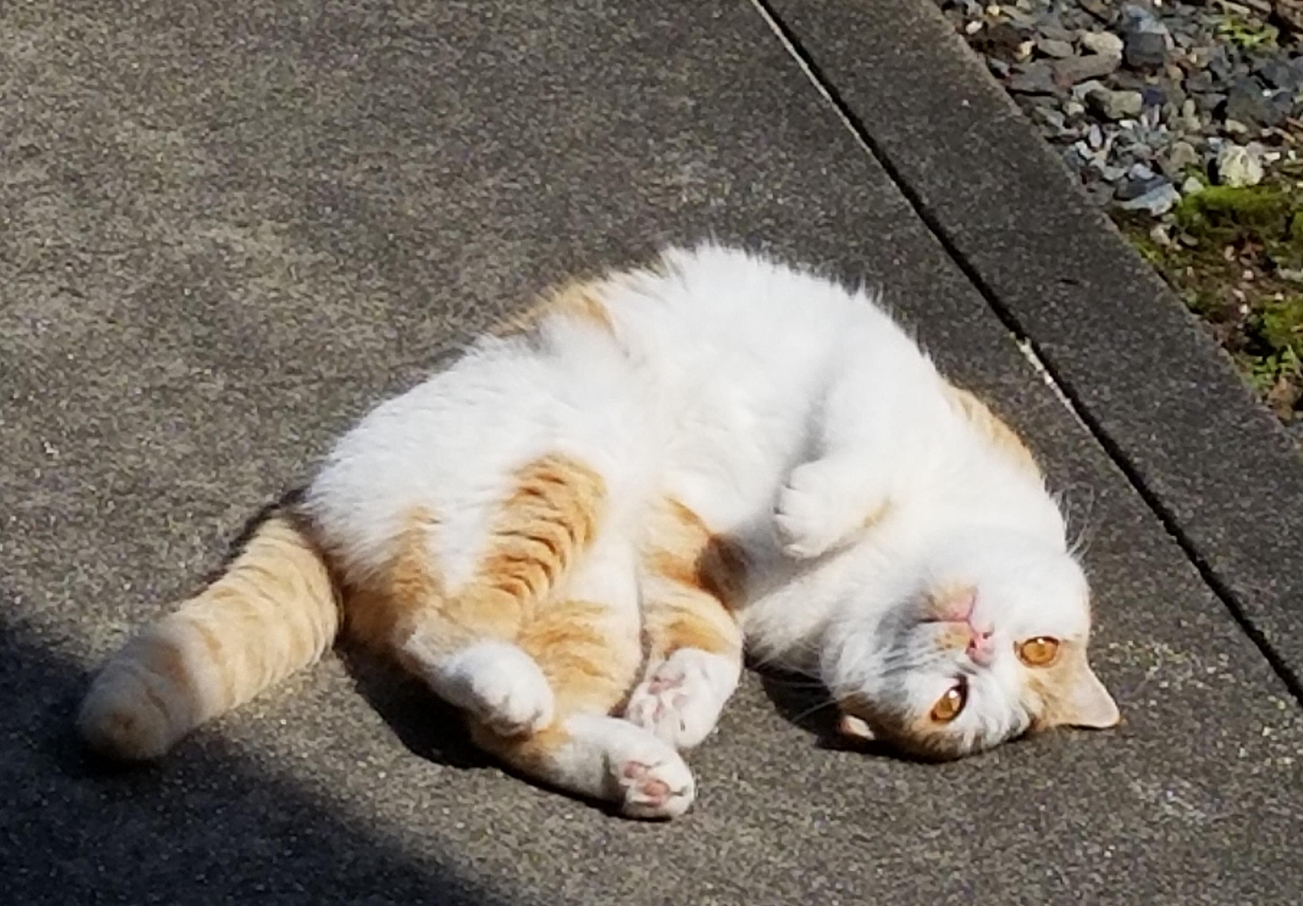 わんにゃんサイトの猫の写真