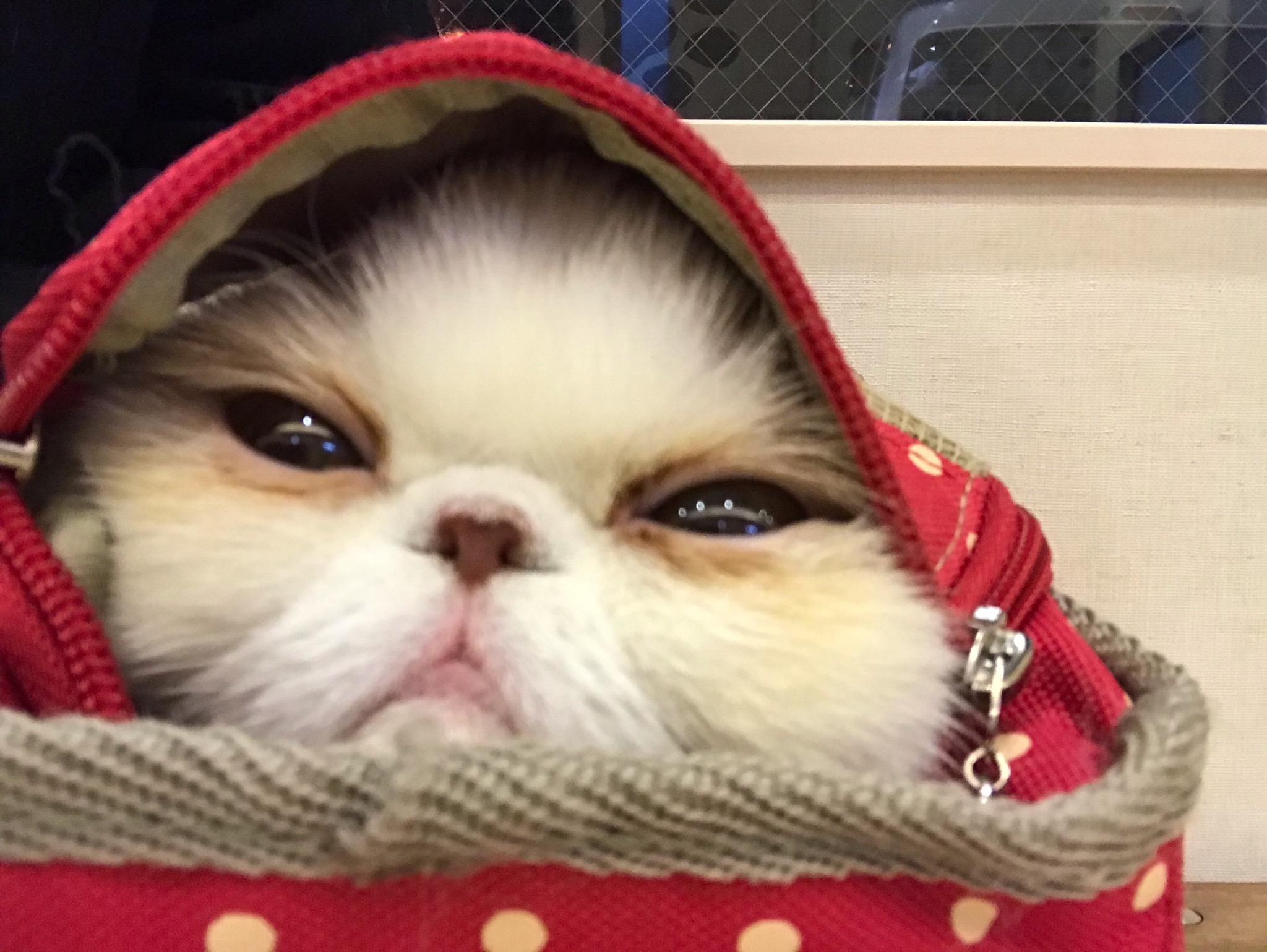 わんにゃんサイトの猫の写真