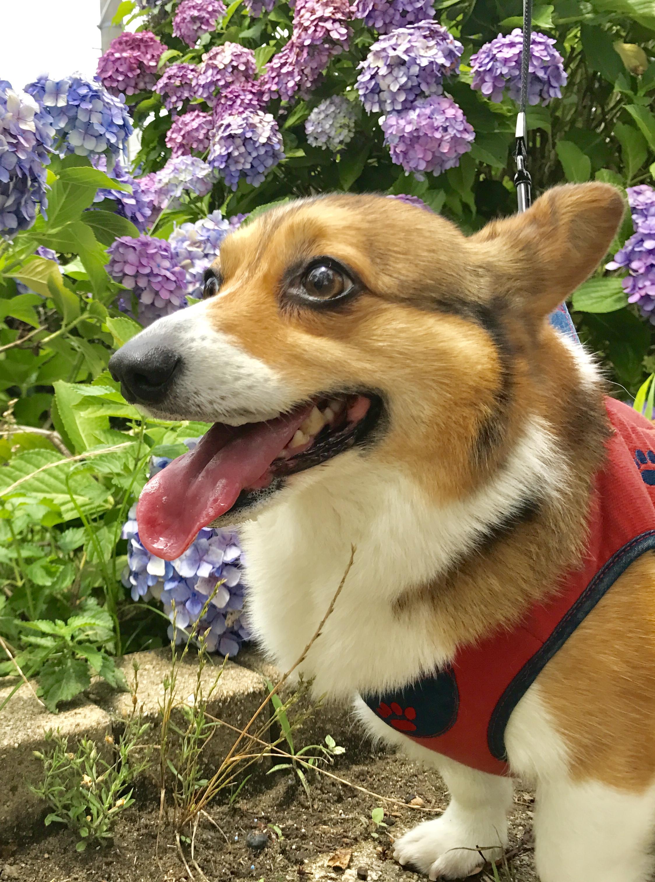 わんにゃんサイトの犬の写真