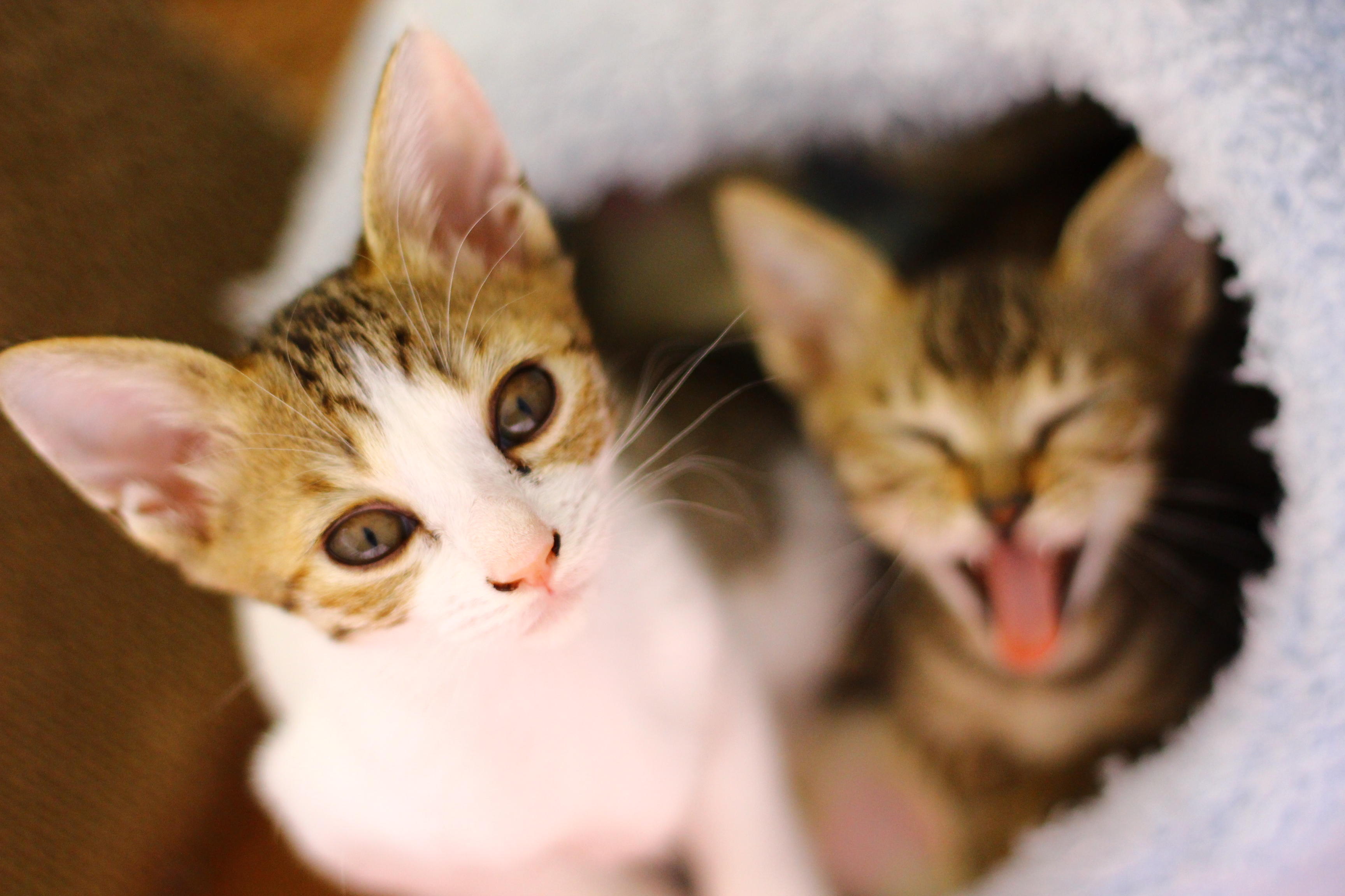 わんにゃんサイトの猫の写真