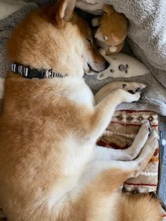 わんにゃんサイトの犬の写真