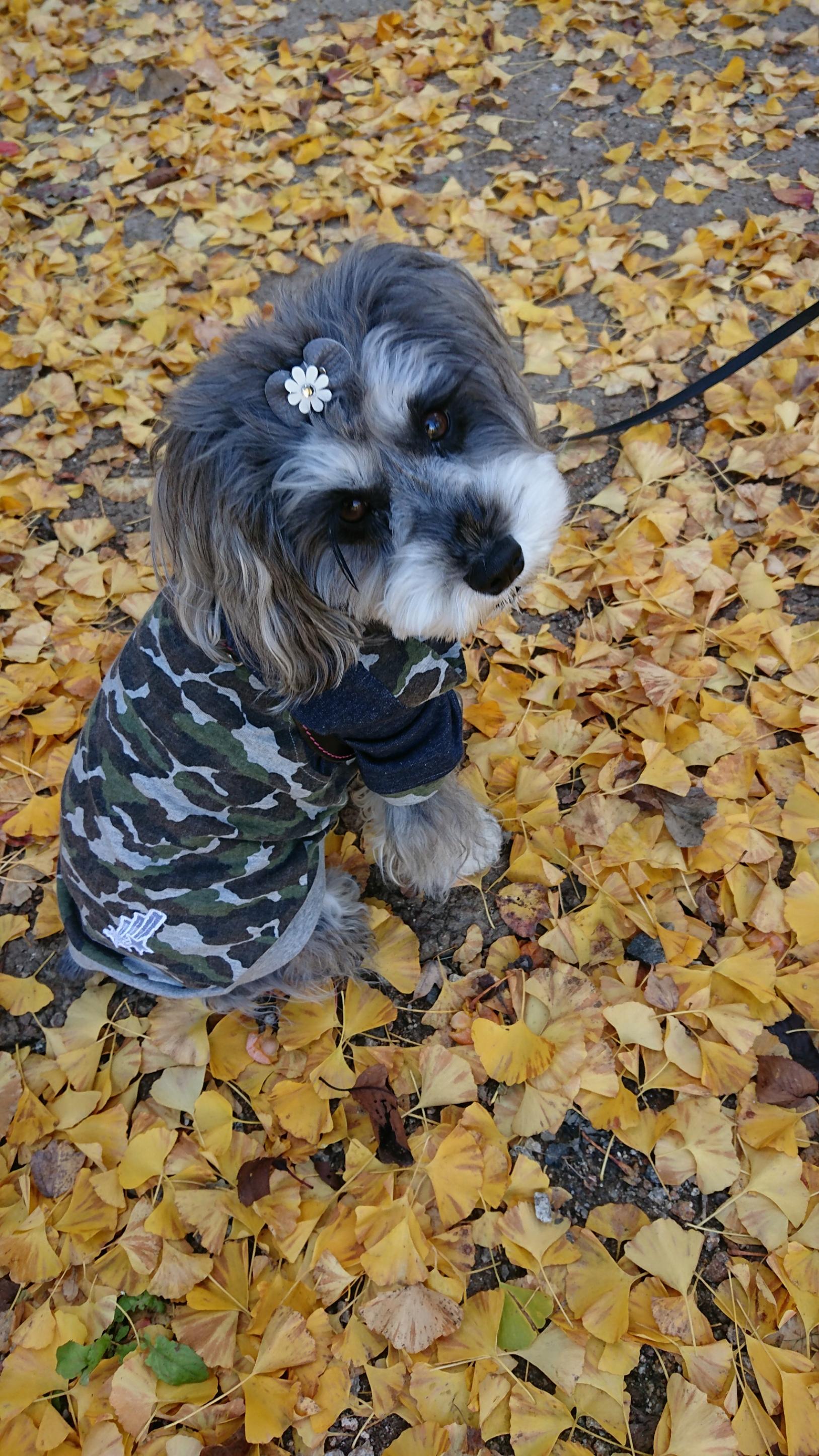 わんにゃんサイトの犬の写真