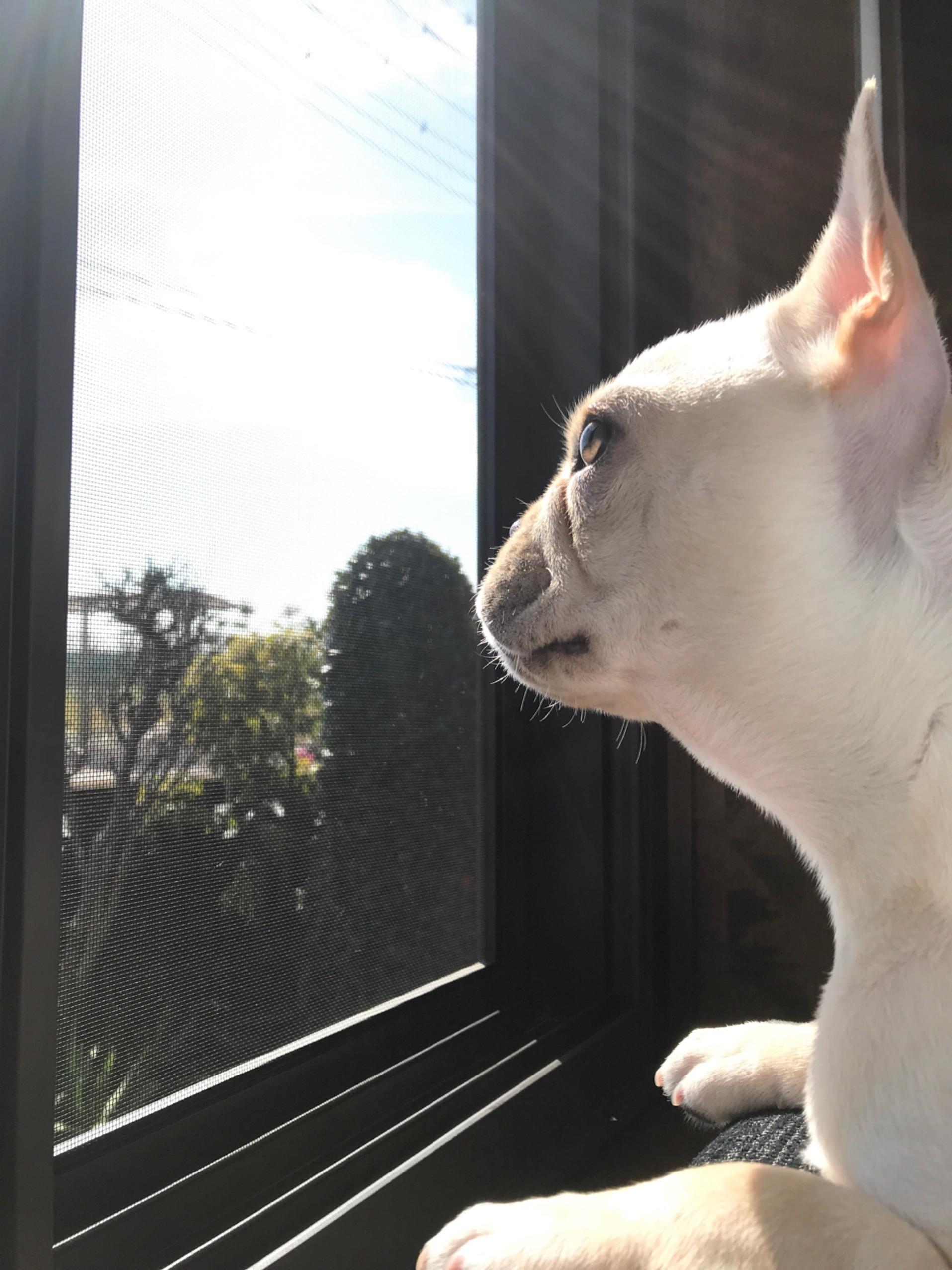 わんにゃんサイトの犬の写真