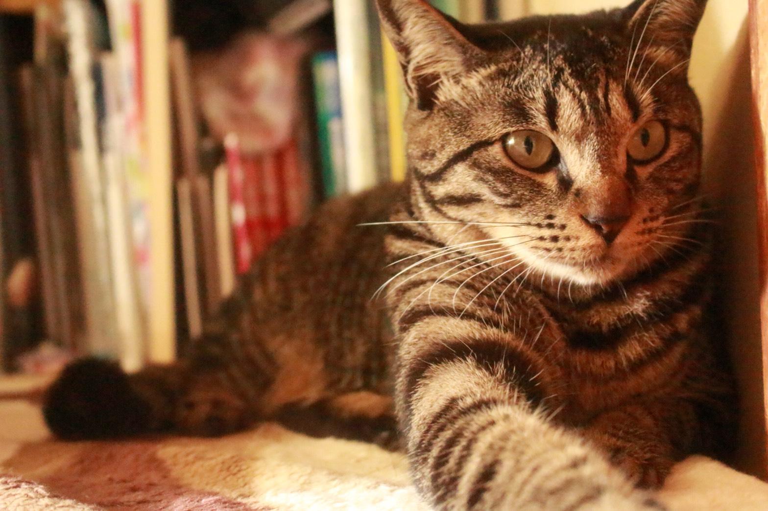 わんにゃんサイトの猫の写真