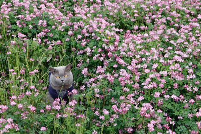 わんにゃんサイトの猫の写真
