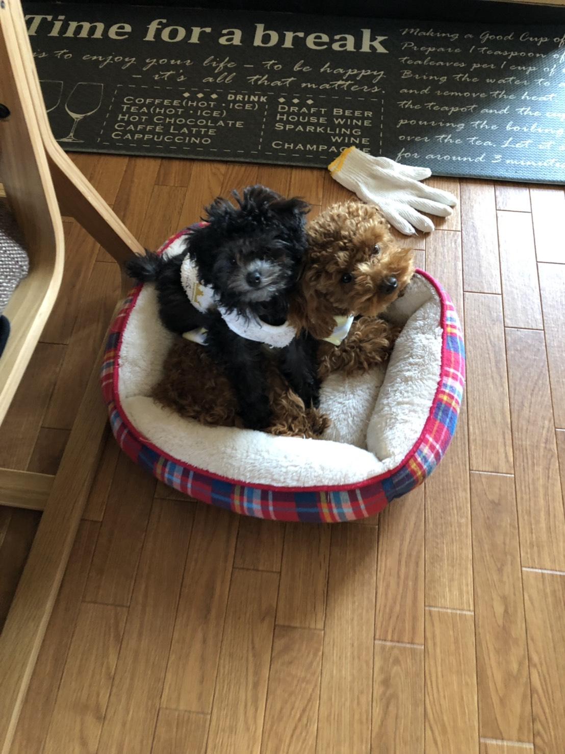 わんにゃんサイトの犬の写真