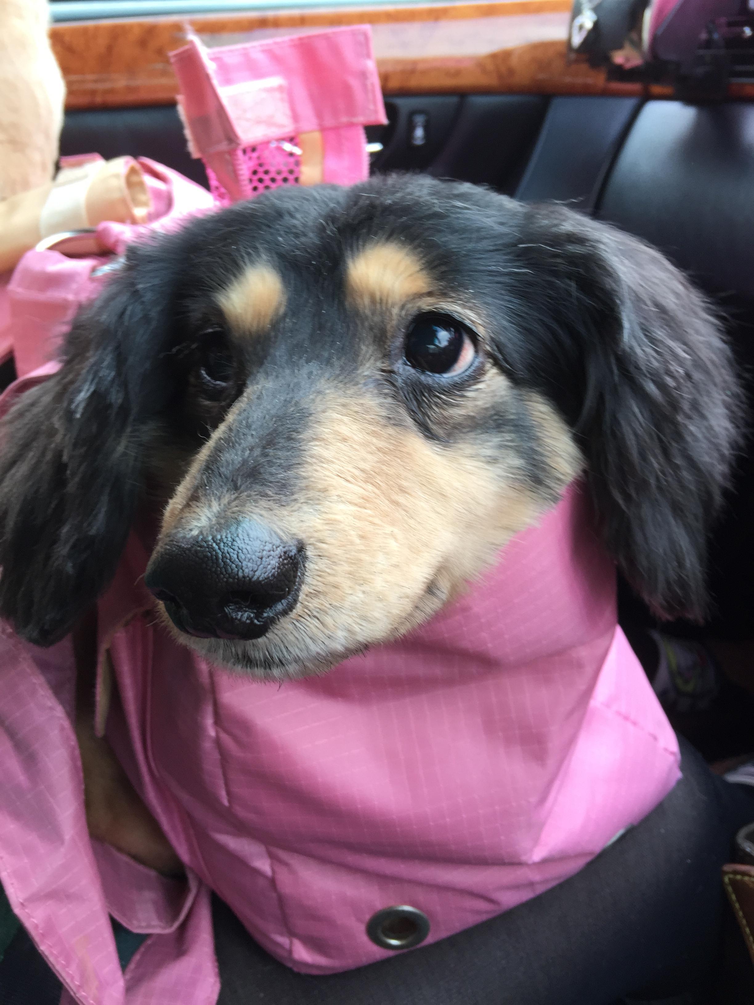 わんにゃんサイトの犬の写真