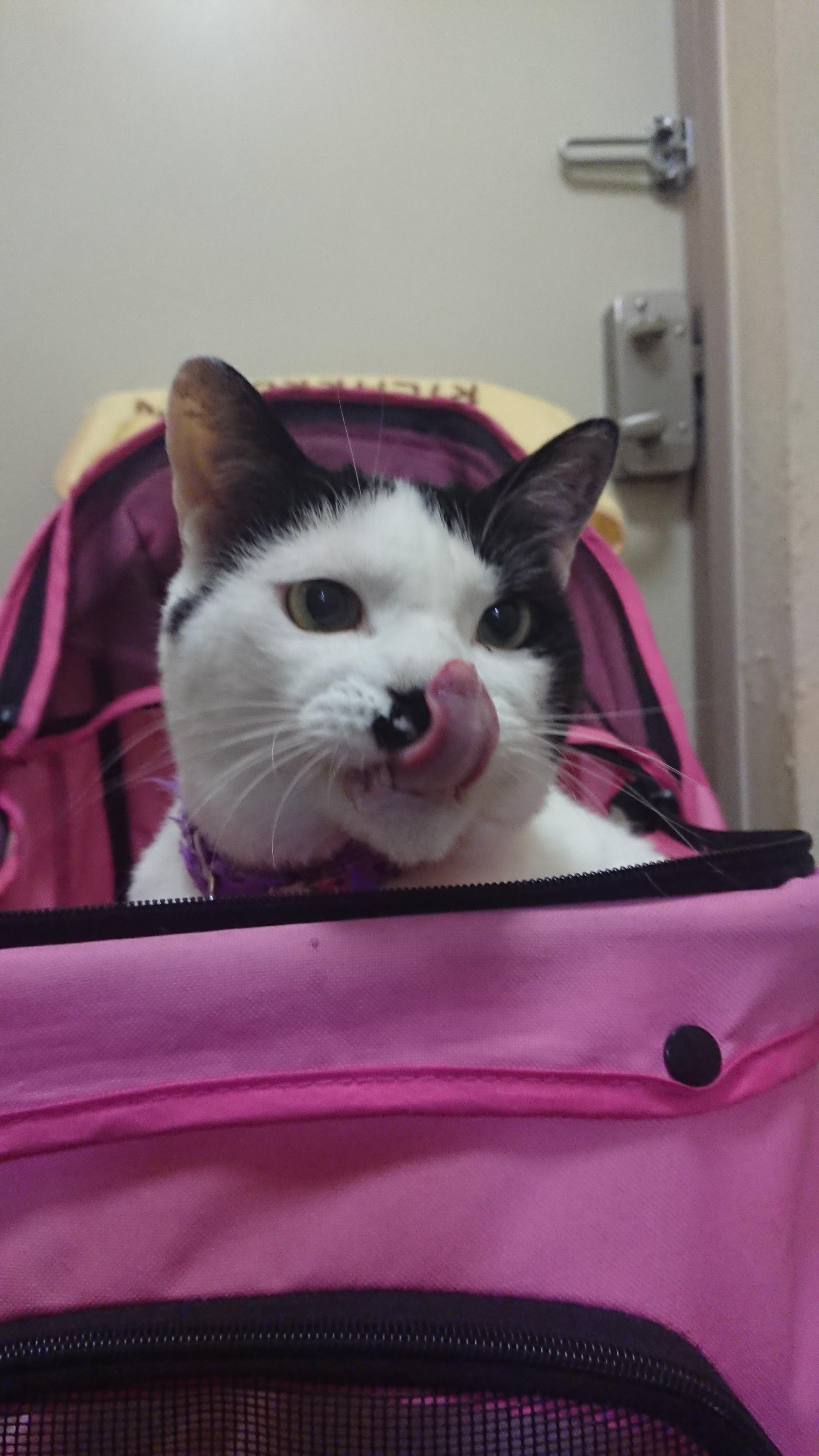 わんにゃんサイトの犬の写真