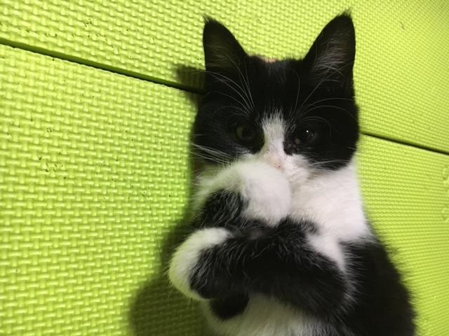 わんにゃんサイトの猫の写真