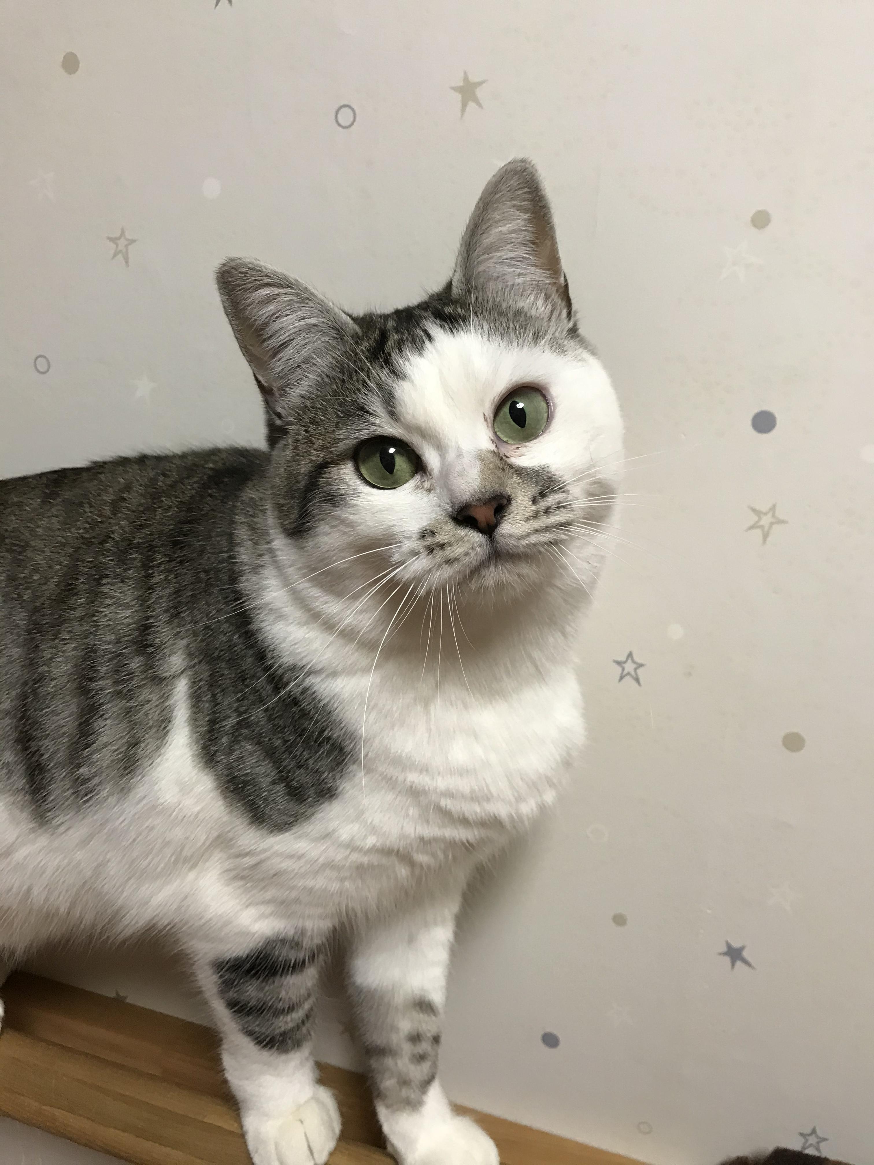 わんにゃんサイトの猫の写真