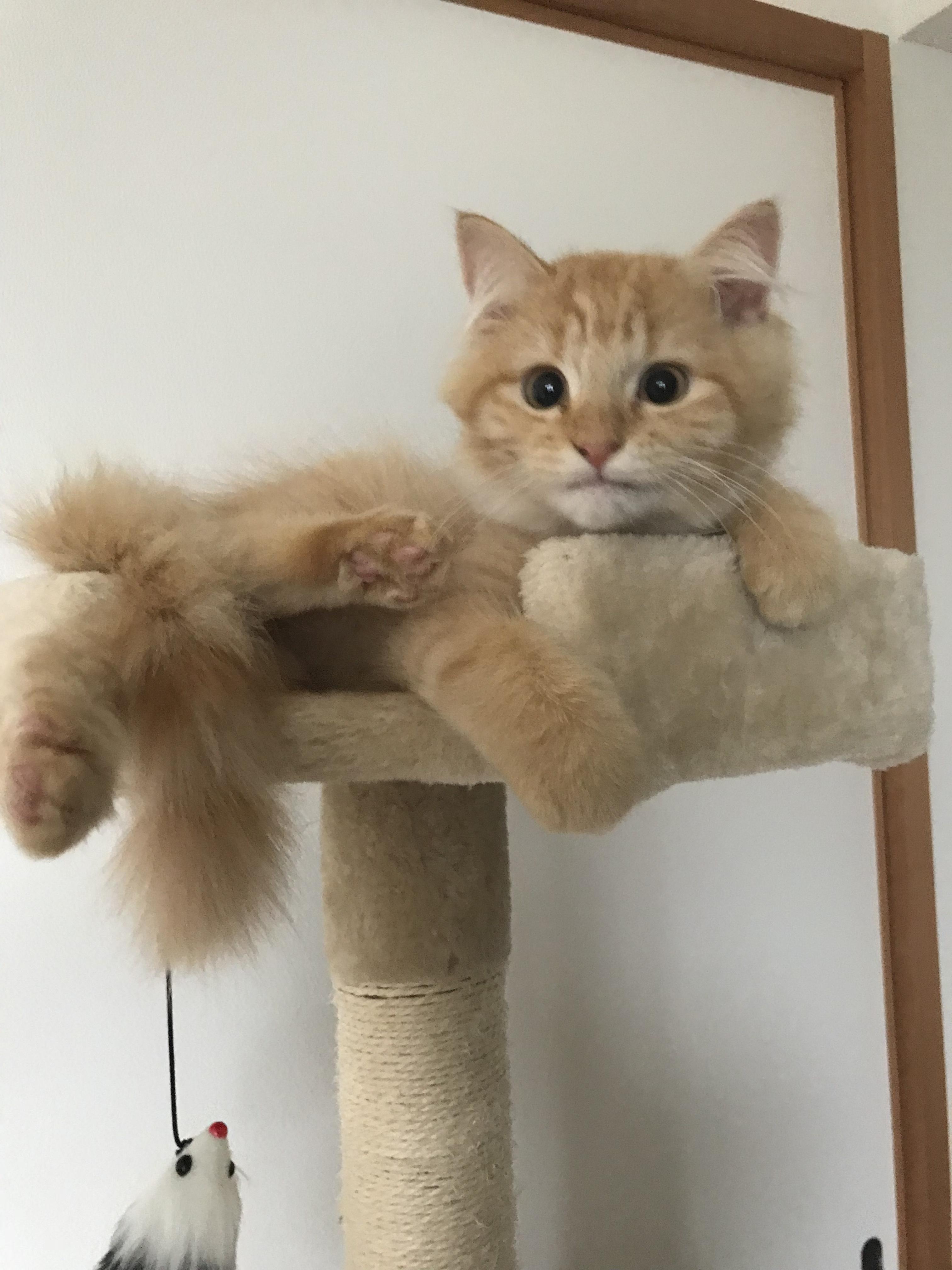 わんにゃんサイトの猫の写真