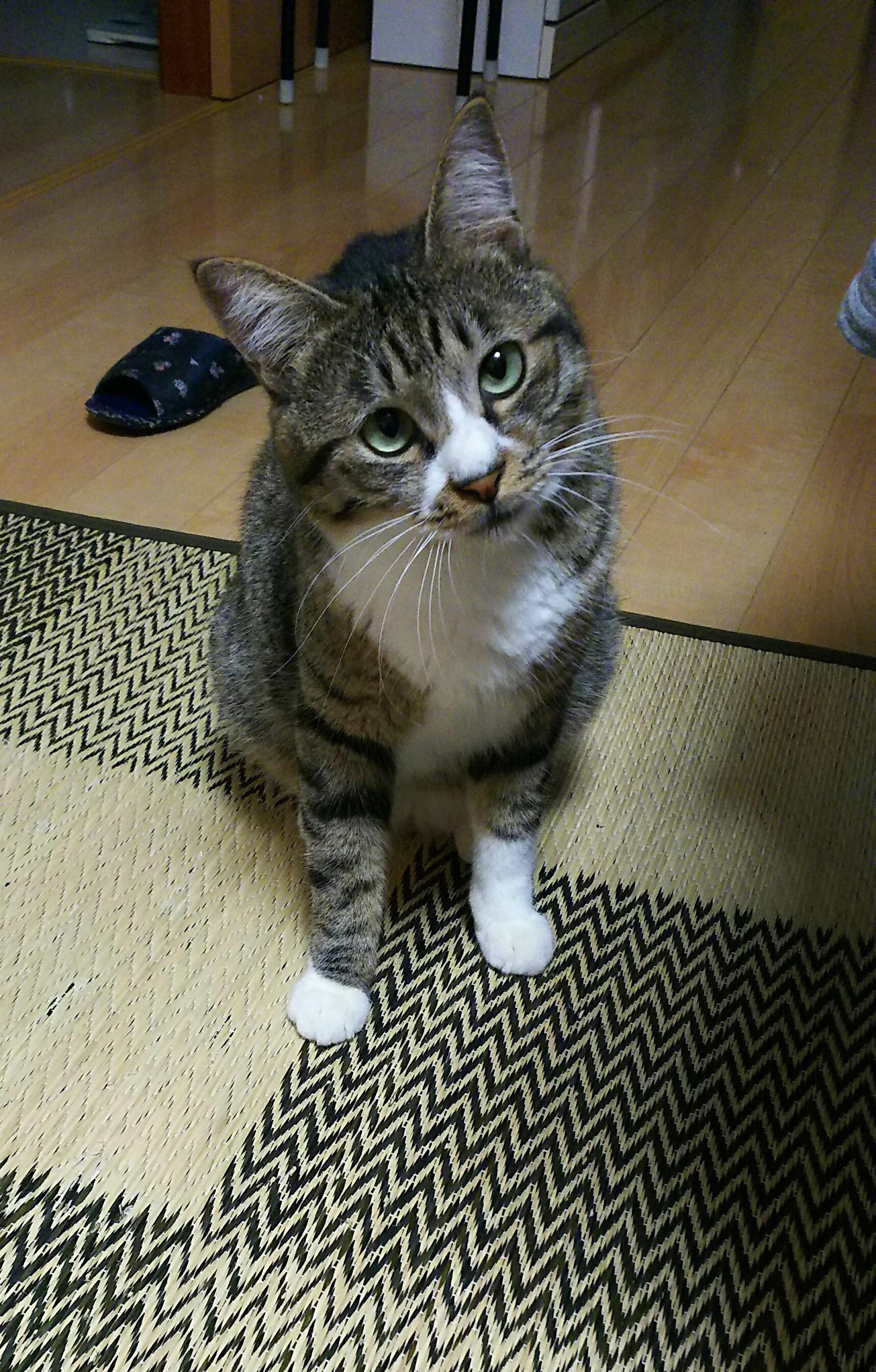 わんにゃんサイトの猫の写真