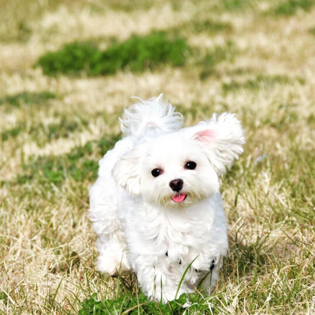 わんにゃんサイトの犬の写真