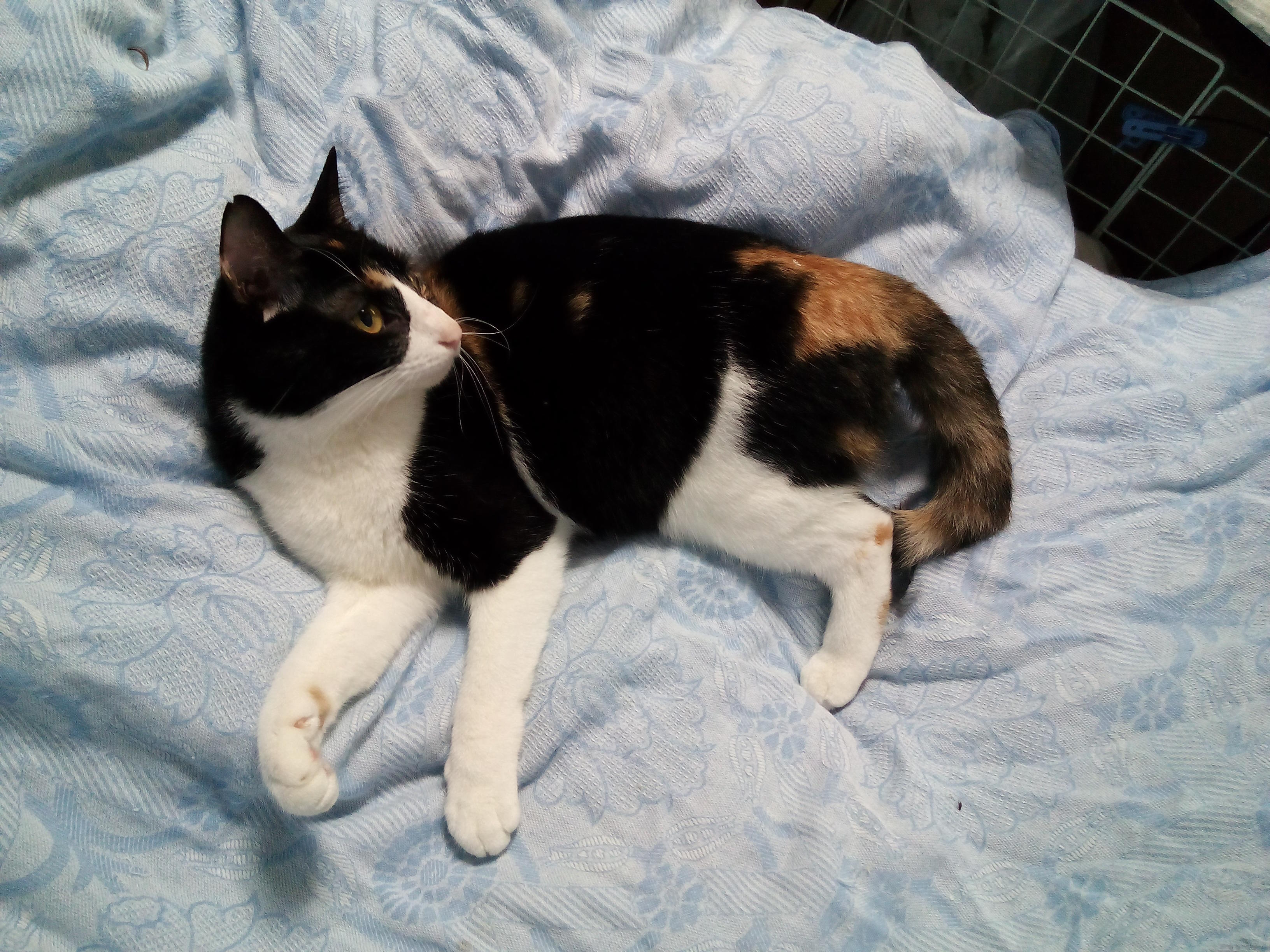 わんにゃんサイトの猫の写真