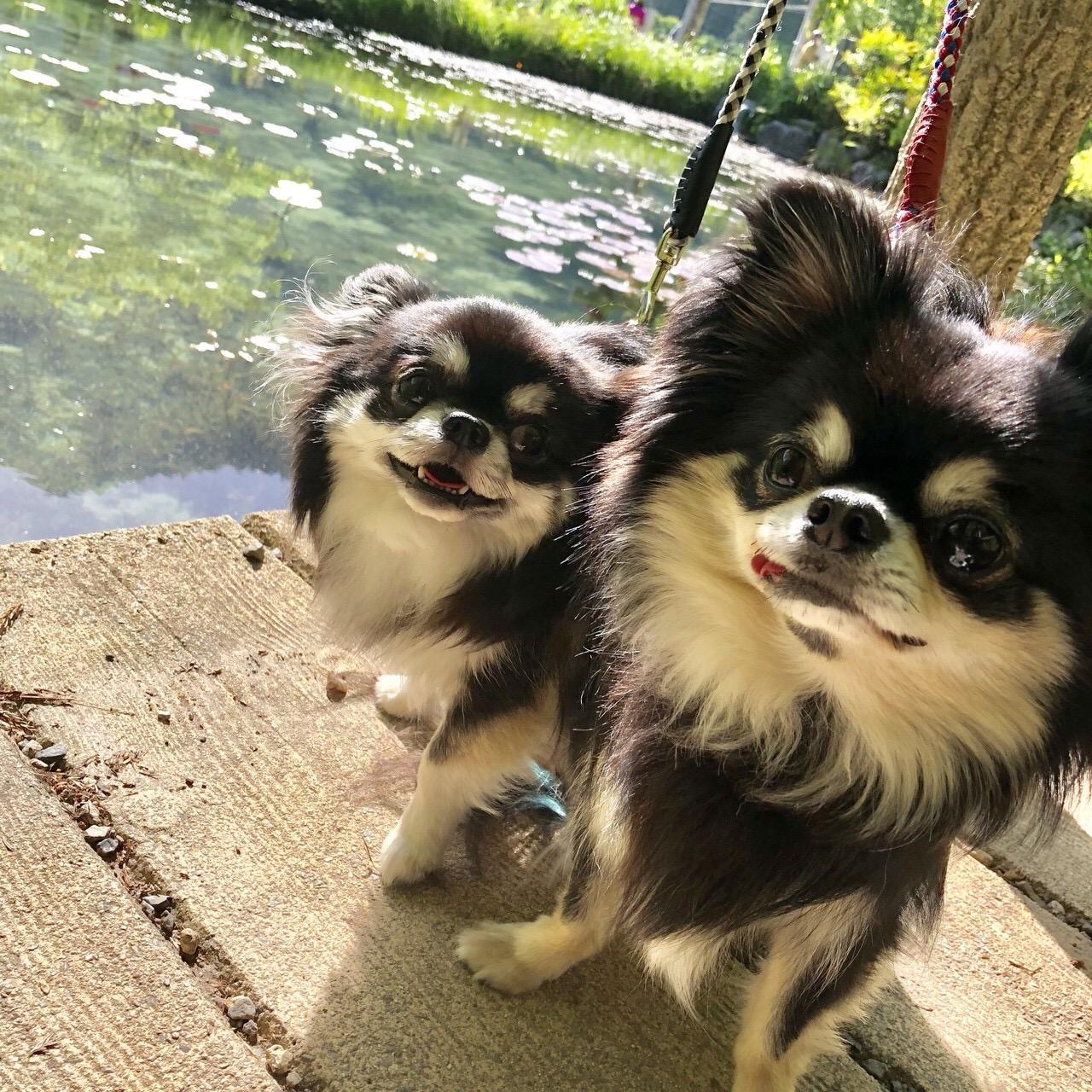 わんにゃんサイトの犬の写真