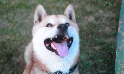 わんにゃんサイトの犬の写真