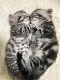 わんにゃんサイトの猫の写真