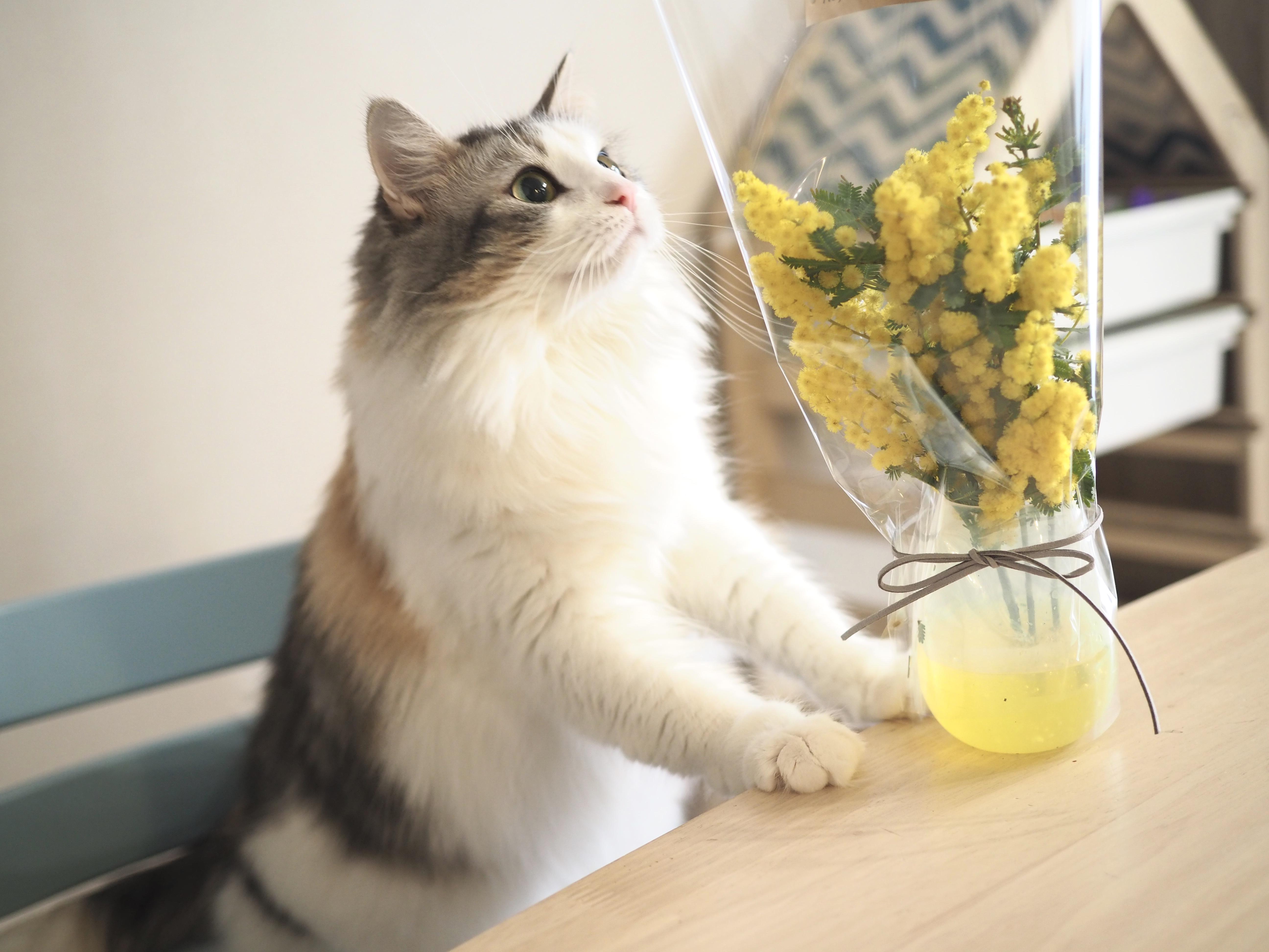 わんにゃんサイトの猫の写真