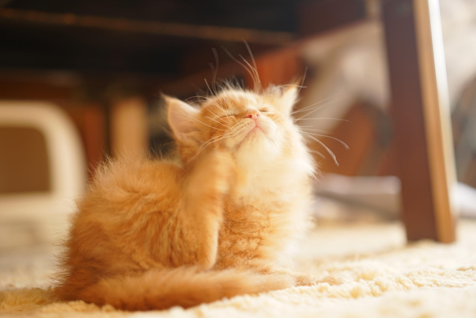 わんにゃんサイトの猫の写真