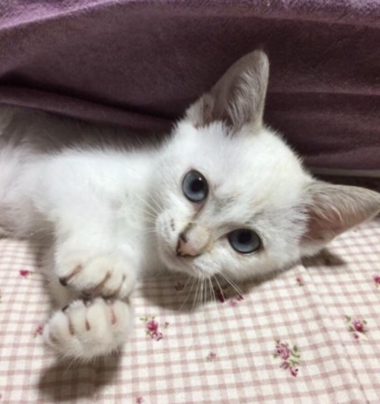 わんにゃんサイトの猫の写真