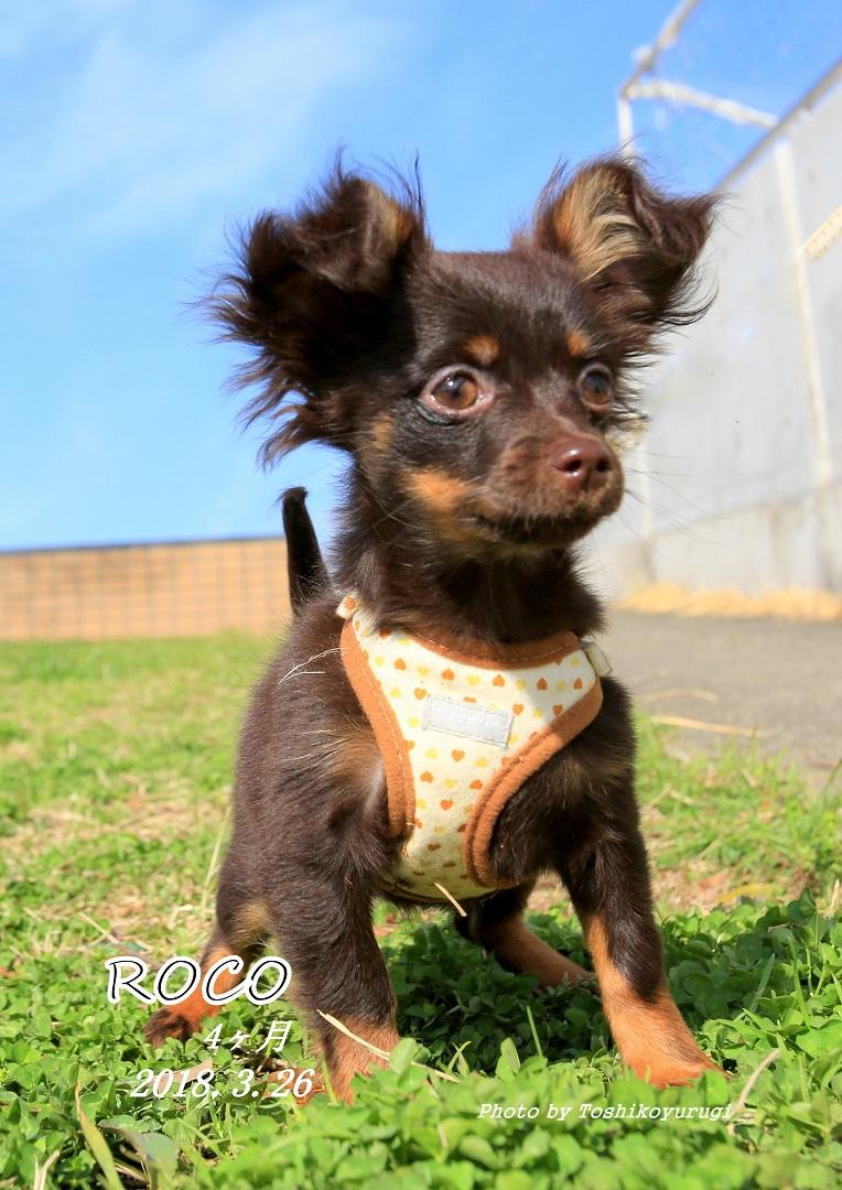 わんにゃんサイトの犬の写真