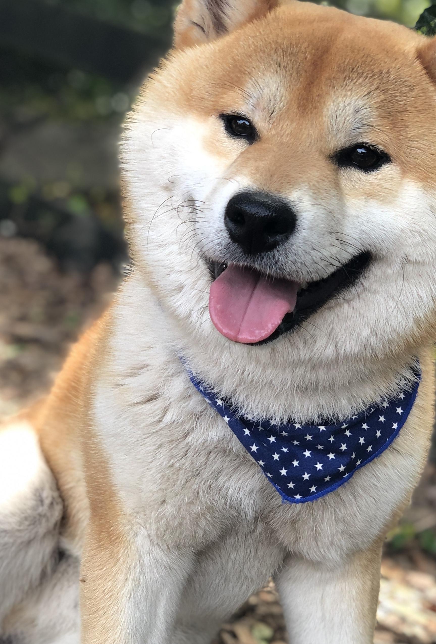 わんにゃんサイトの犬の写真