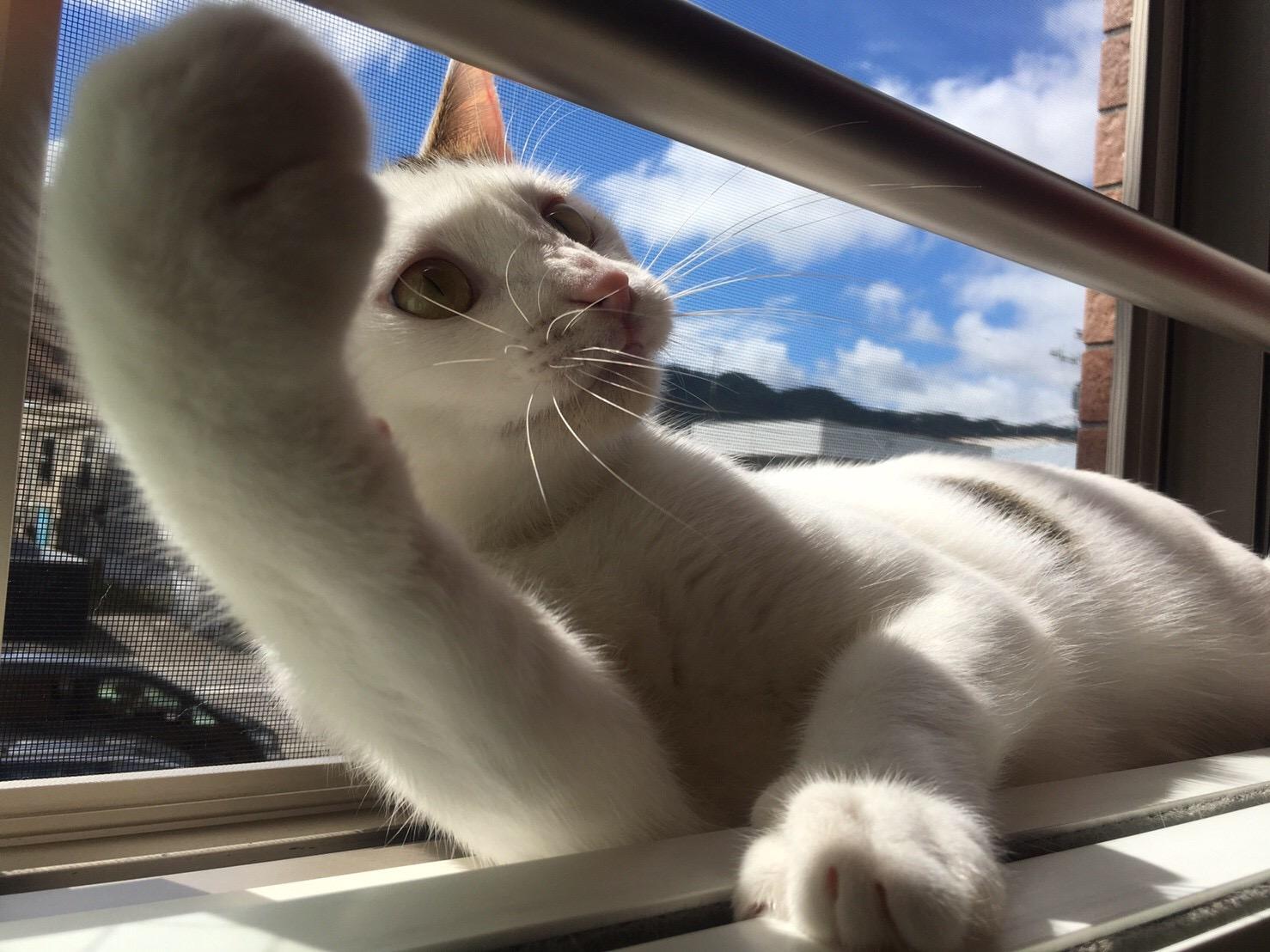 わんにゃんサイトの猫の写真