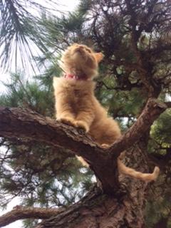 わんにゃんサイトの猫の写真