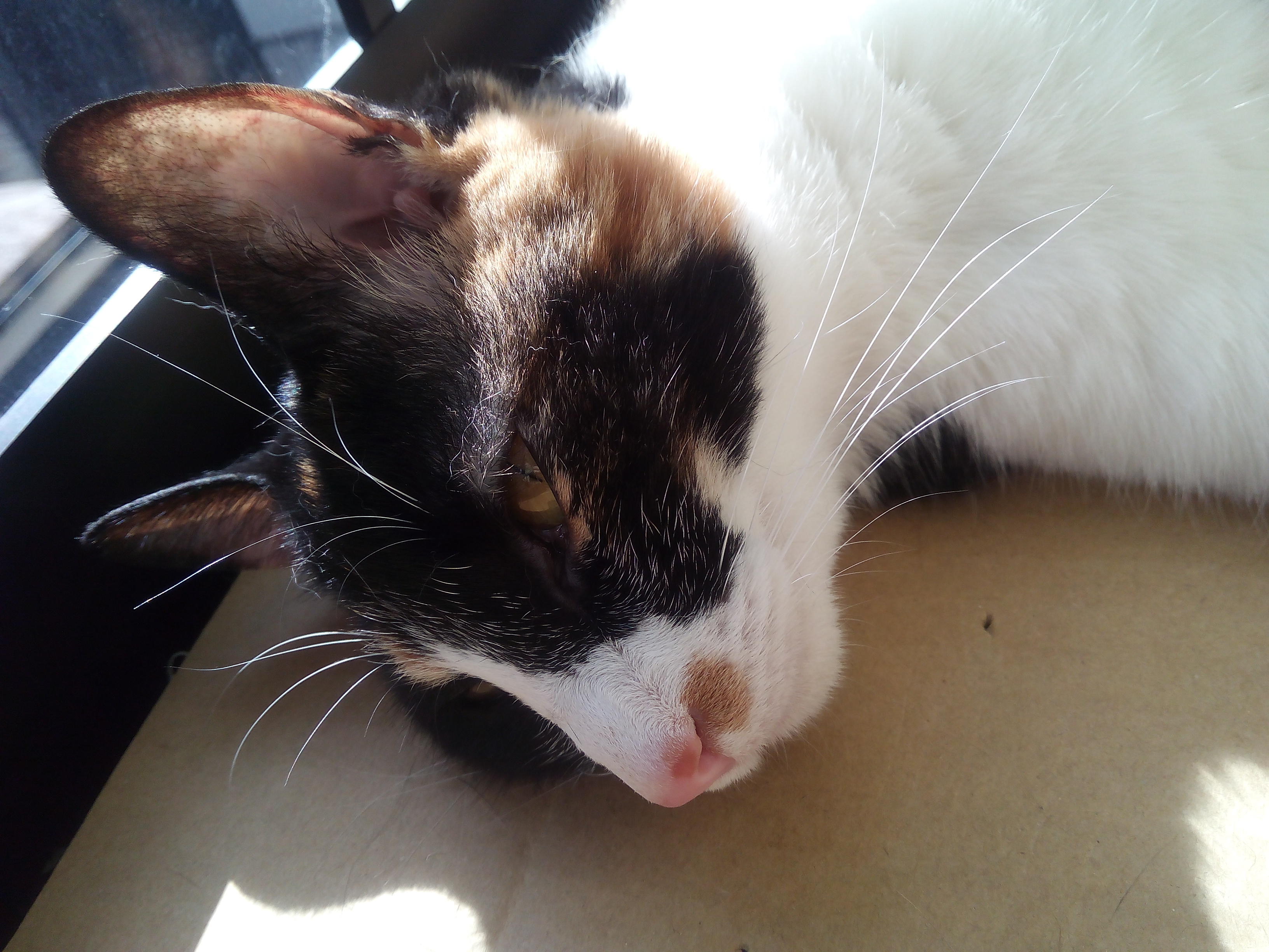 わんにゃんサイトの猫の写真