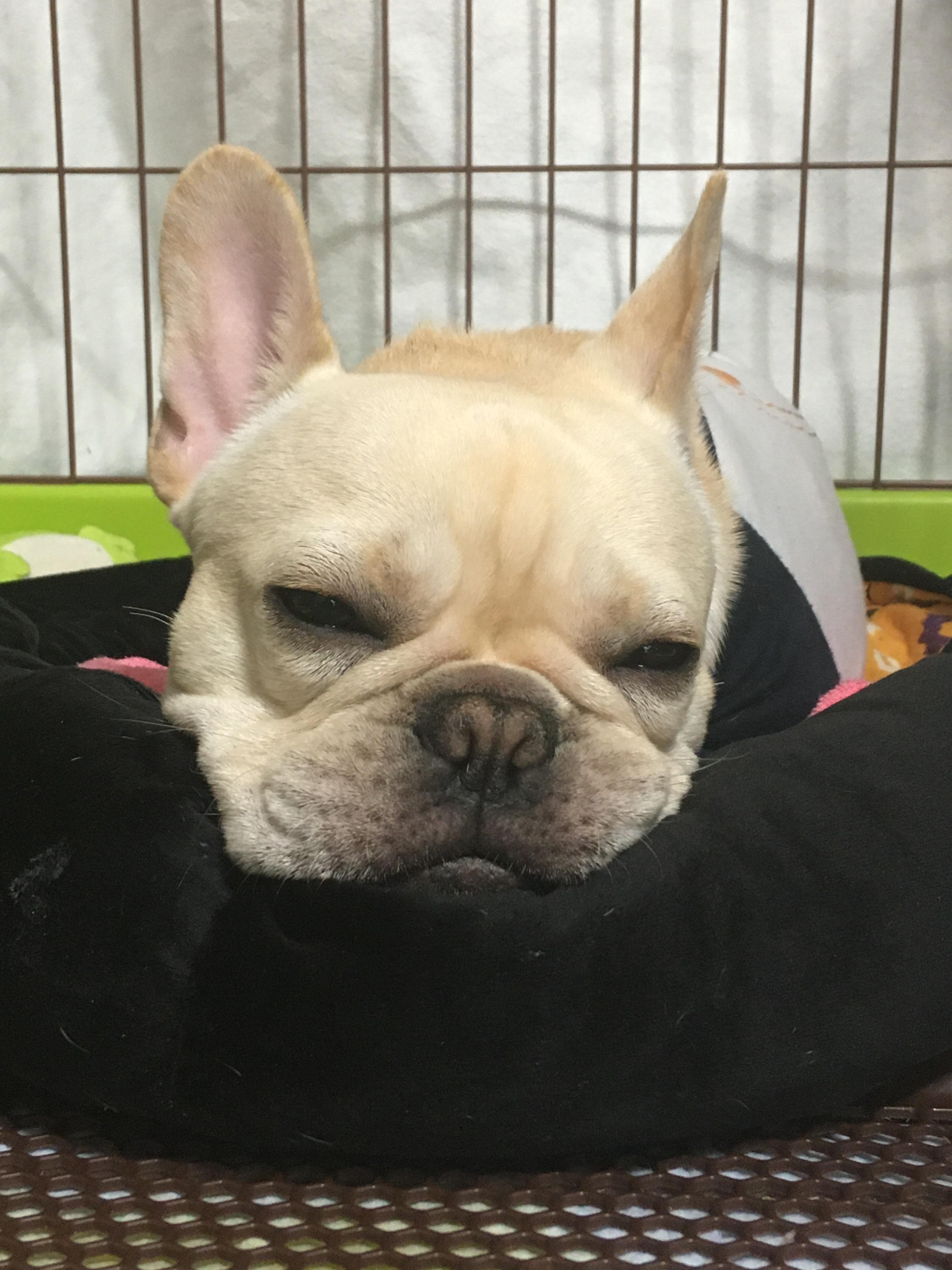 わんにゃんサイトの犬の写真