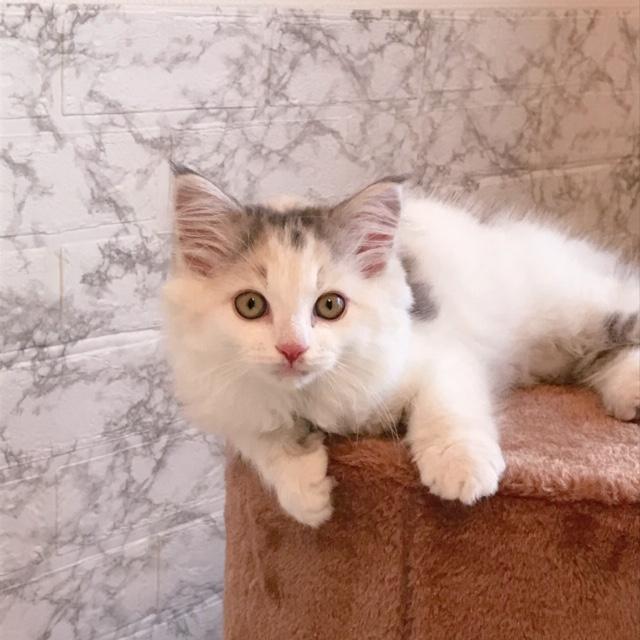 わんにゃんサイトの猫の写真