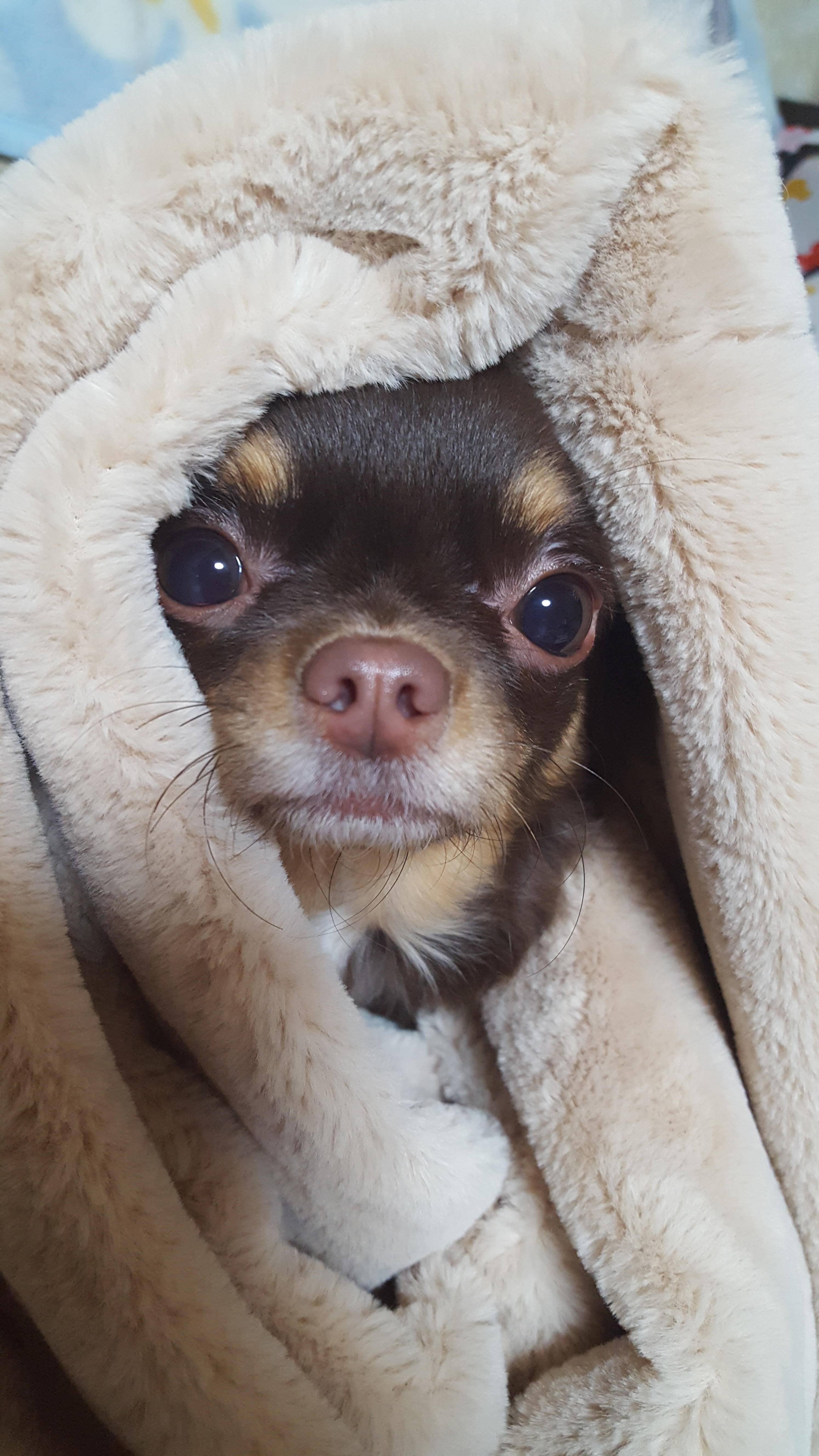 わんにゃんサイトの犬の写真