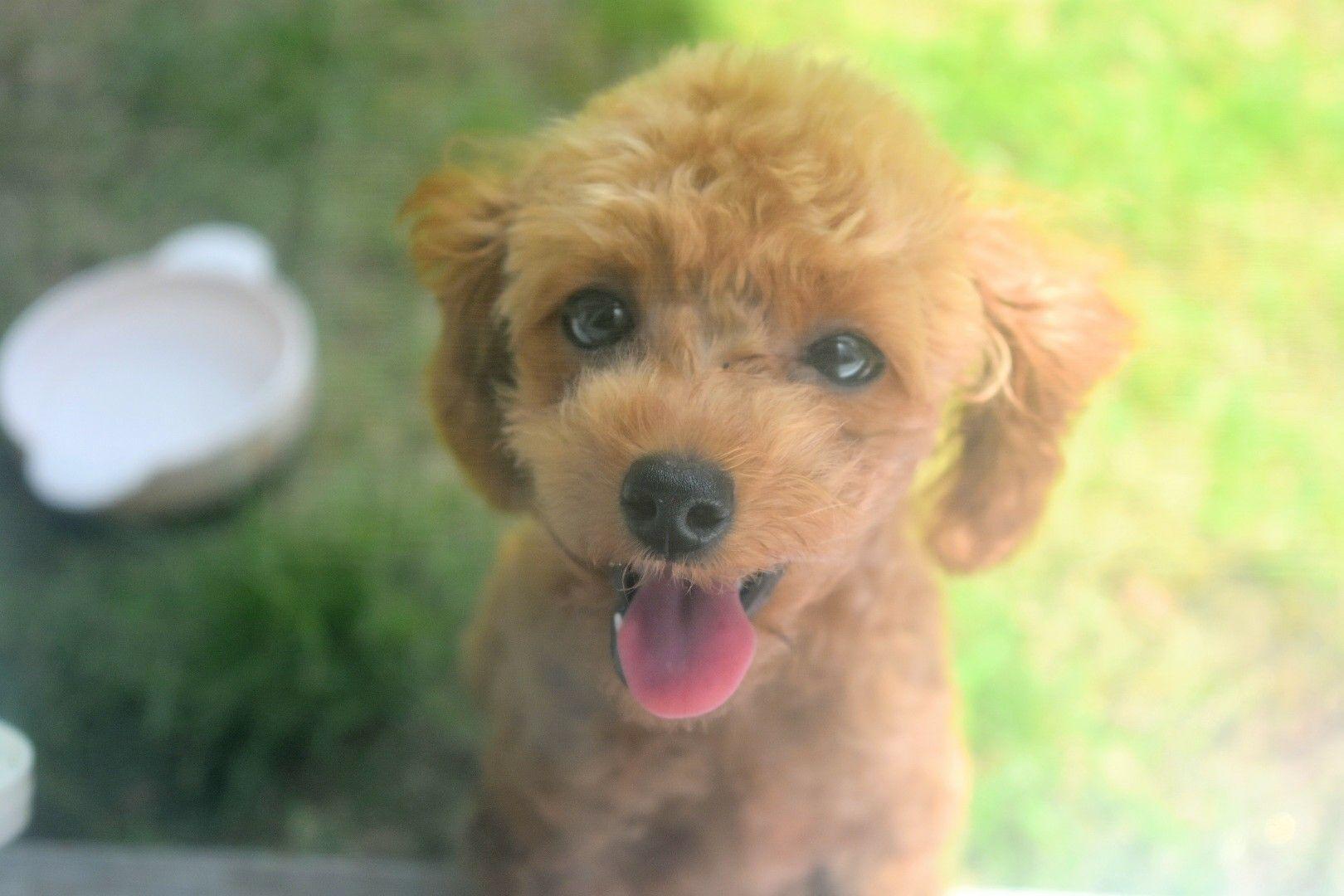 わんにゃんサイトの犬の写真