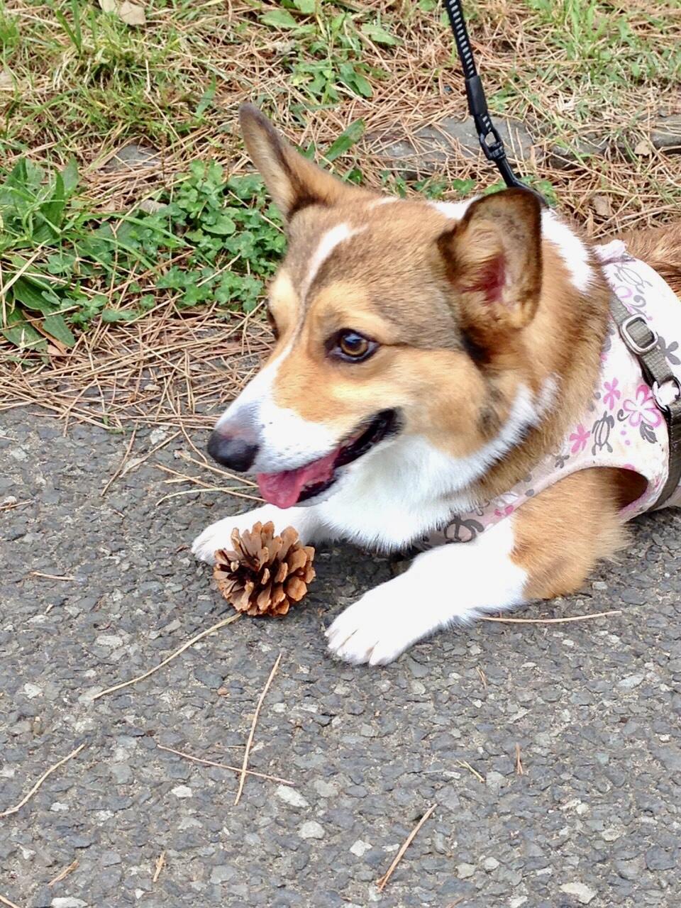 わんにゃんサイトの犬の写真