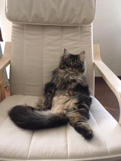 わんにゃんサイトの猫の写真