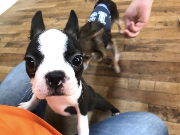 わんにゃんサイトの犬の写真