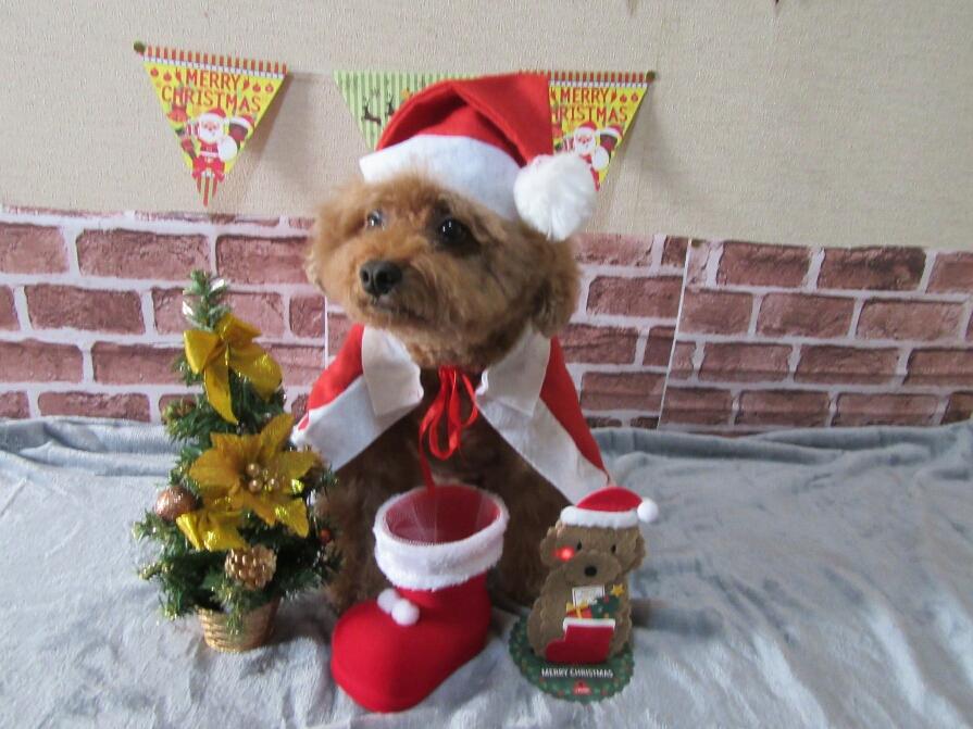 わんにゃんサイトの犬の写真