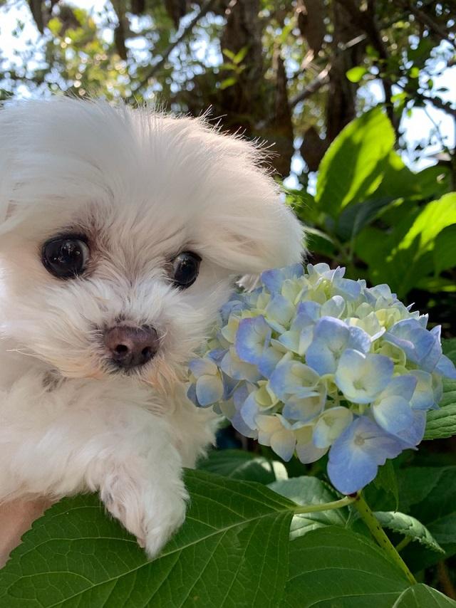 わんにゃんサイトの犬の写真