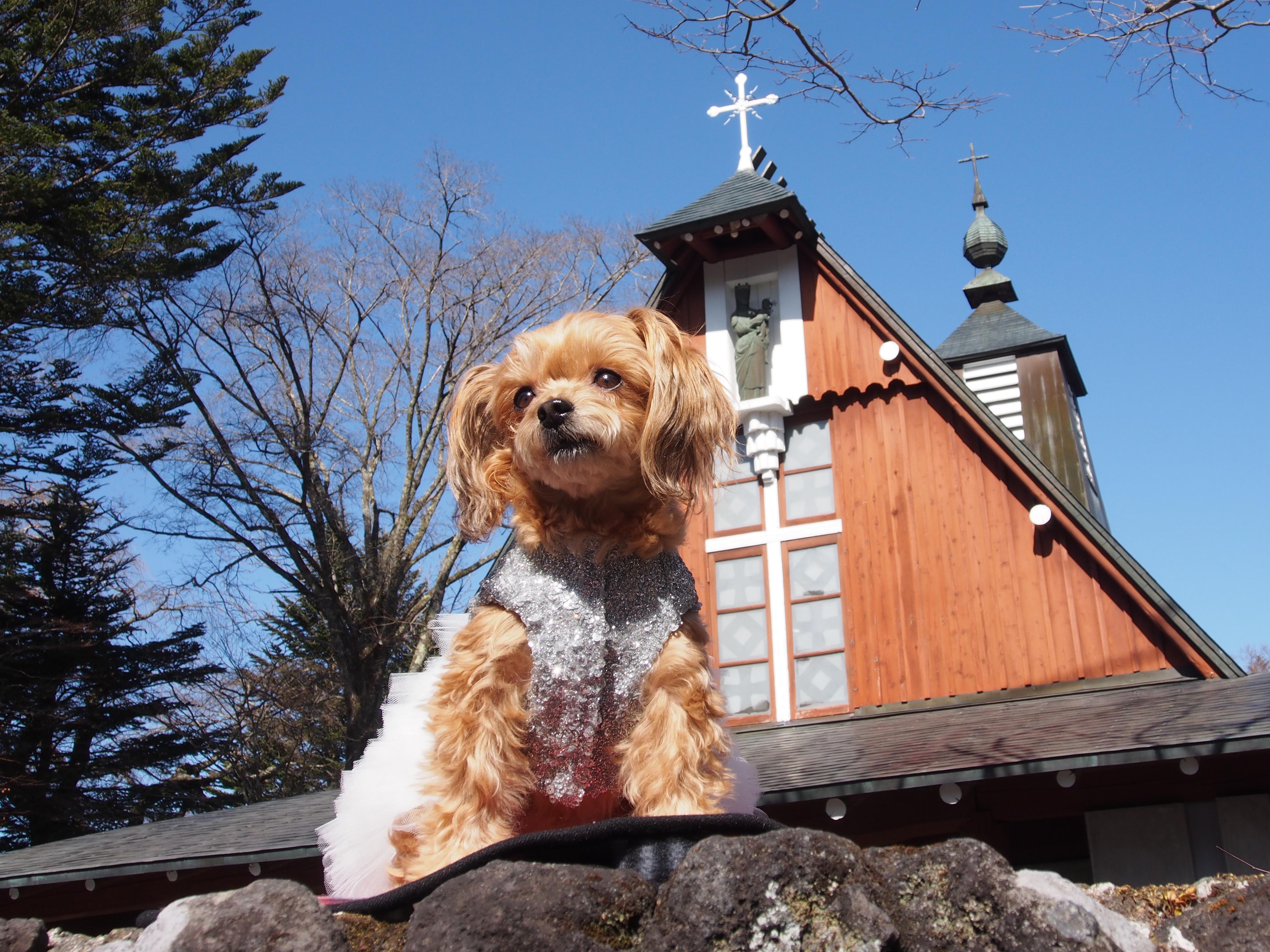 わんにゃんサイトの犬の写真