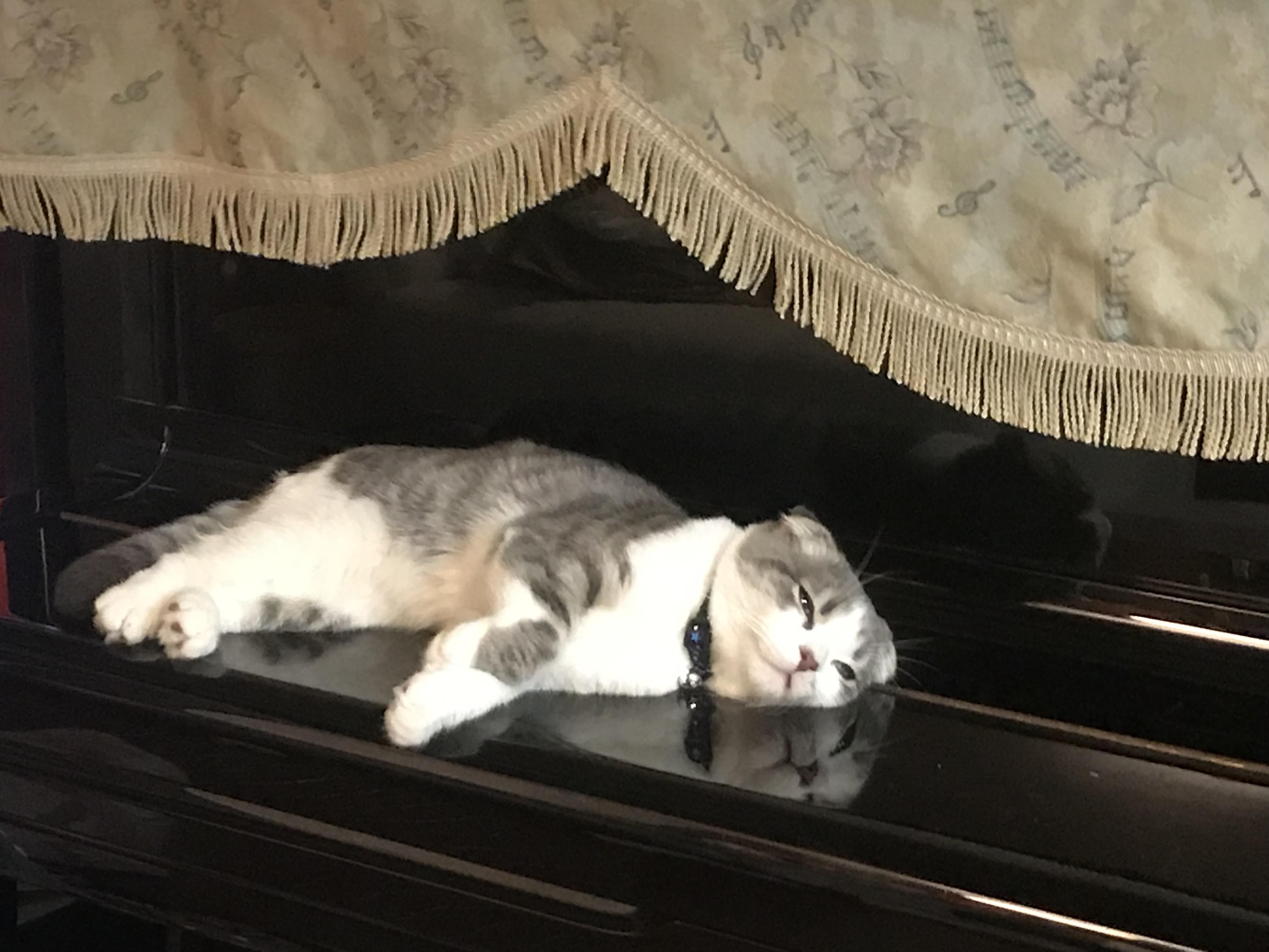 わんにゃんサイトの猫の写真