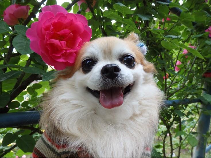 わんにゃんサイトの犬の写真