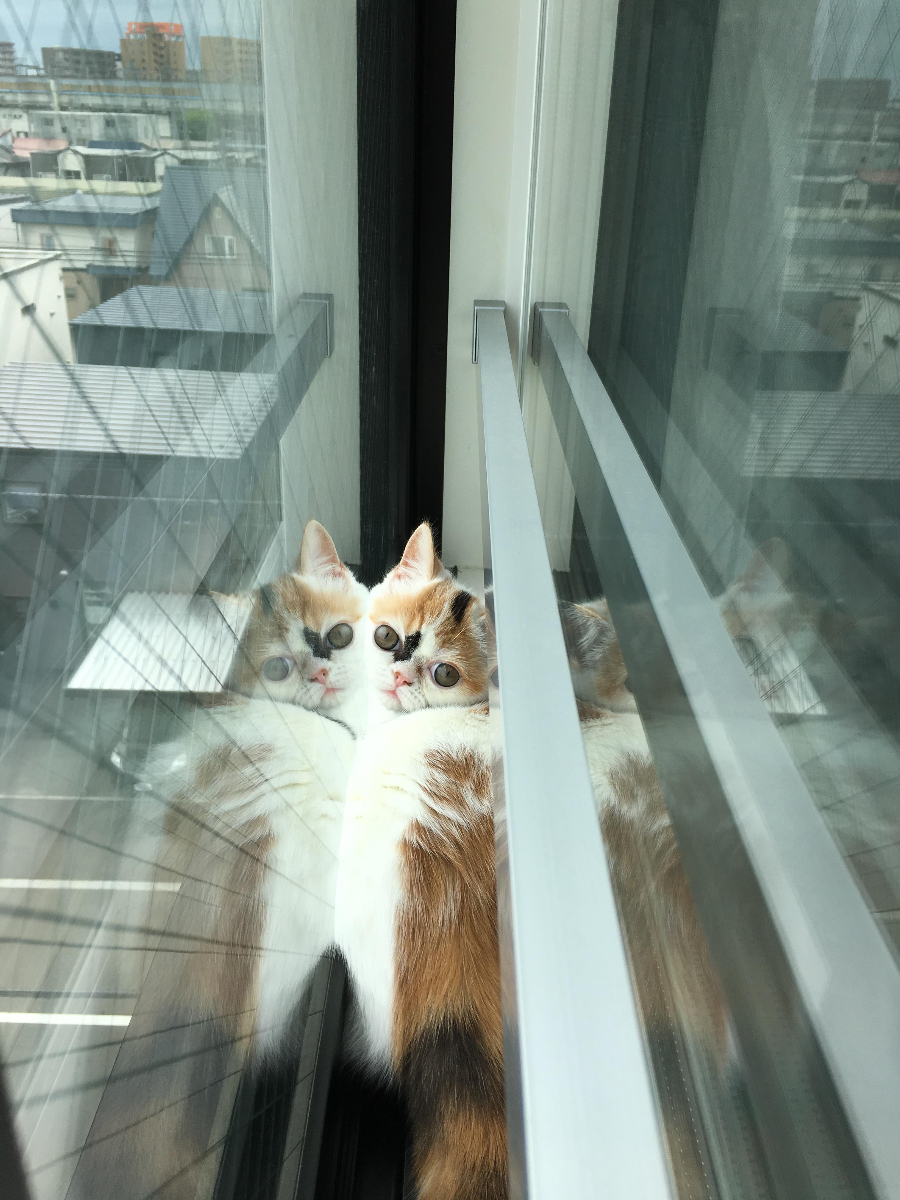わんにゃんサイトの猫の写真
