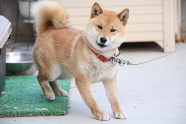 わんにゃんサイトの犬の写真