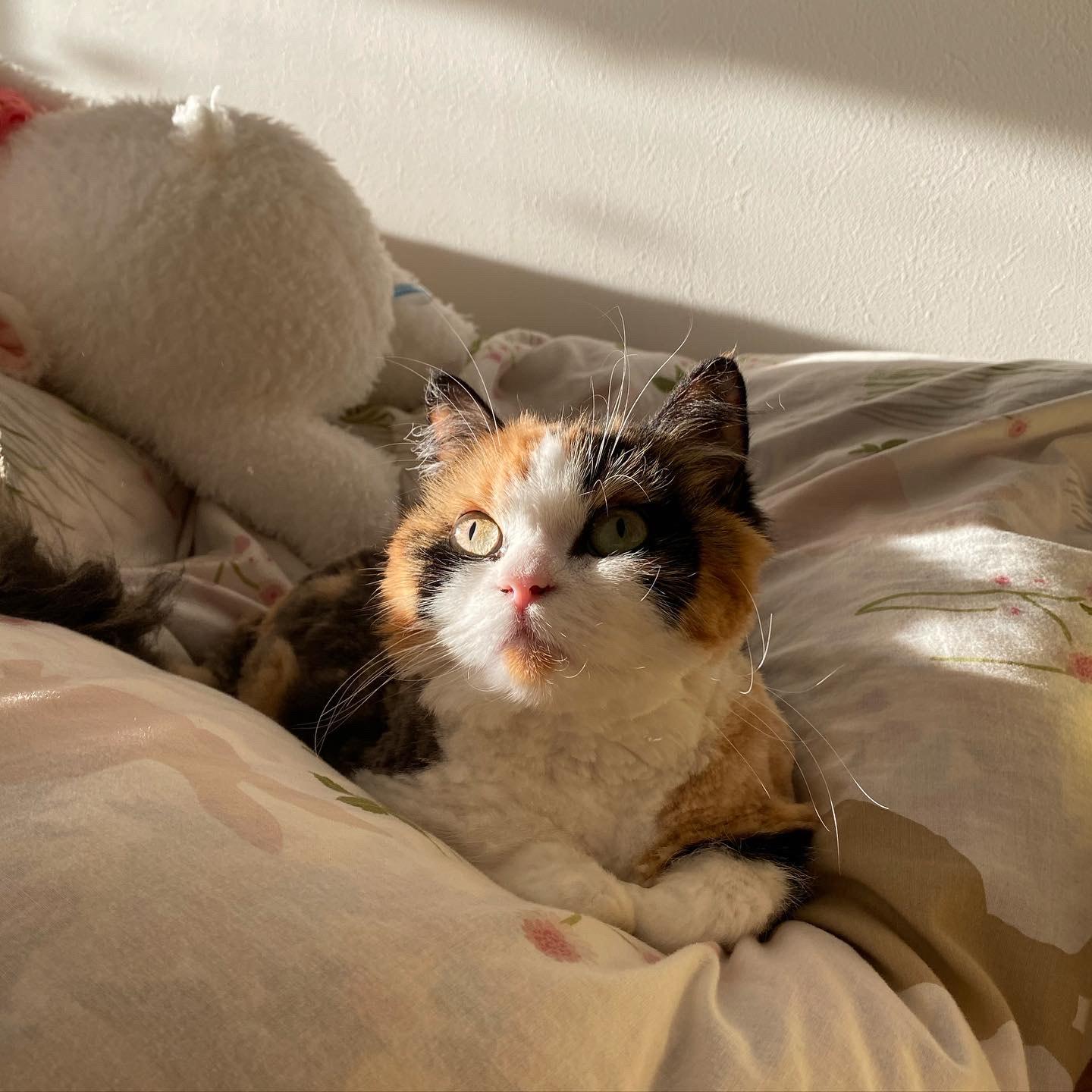 わんにゃんサイトの猫の写真