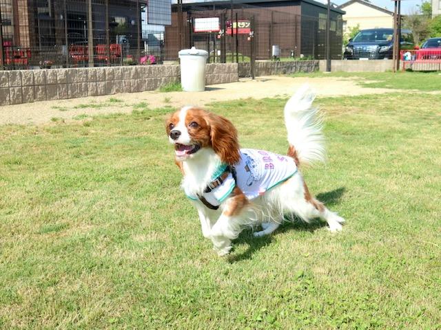 わんにゃんサイトの犬の写真