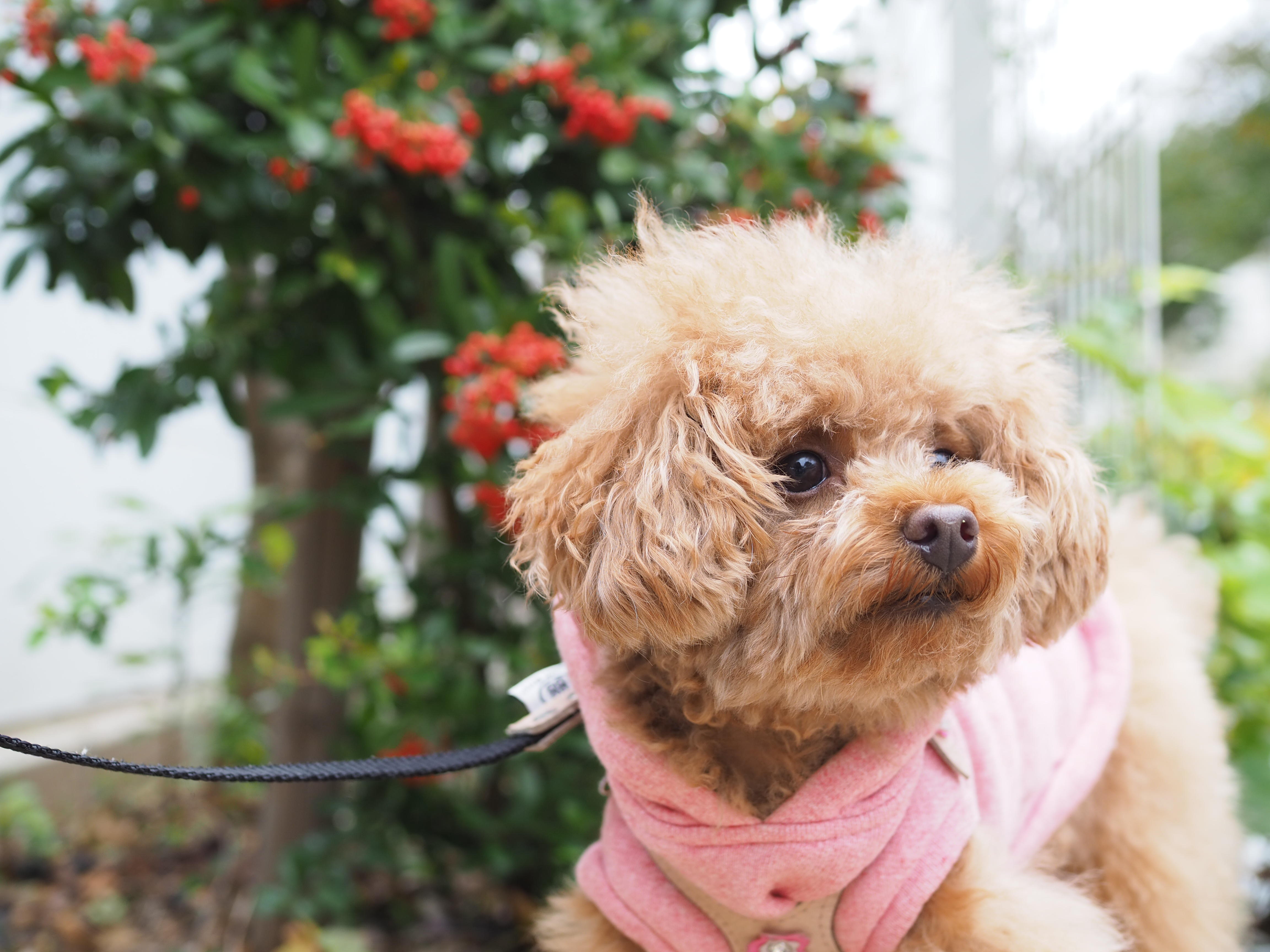 わんにゃんサイトの犬の写真