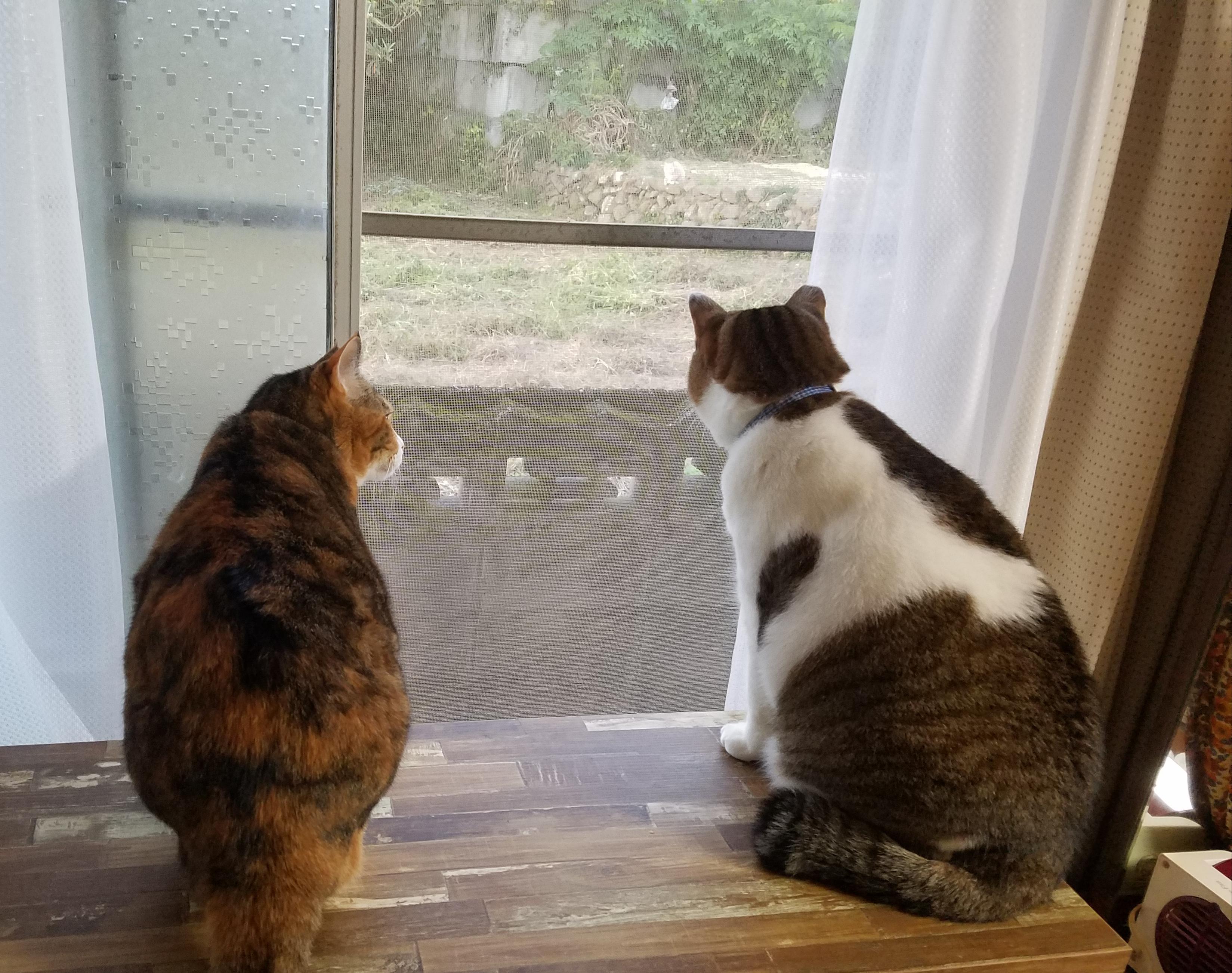 わんにゃんサイトの猫の写真