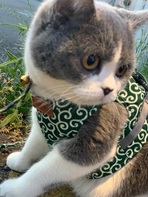 わんにゃんサイトの猫の写真